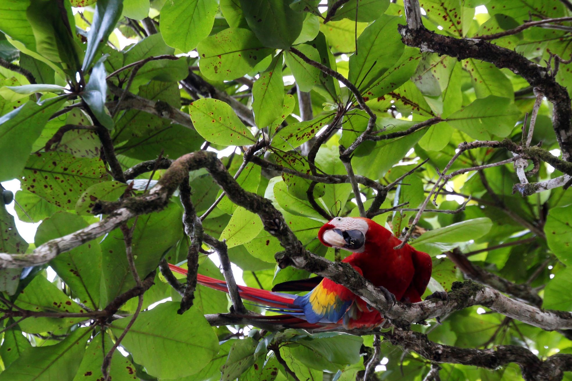 Ara Papagei sitzt am Baum